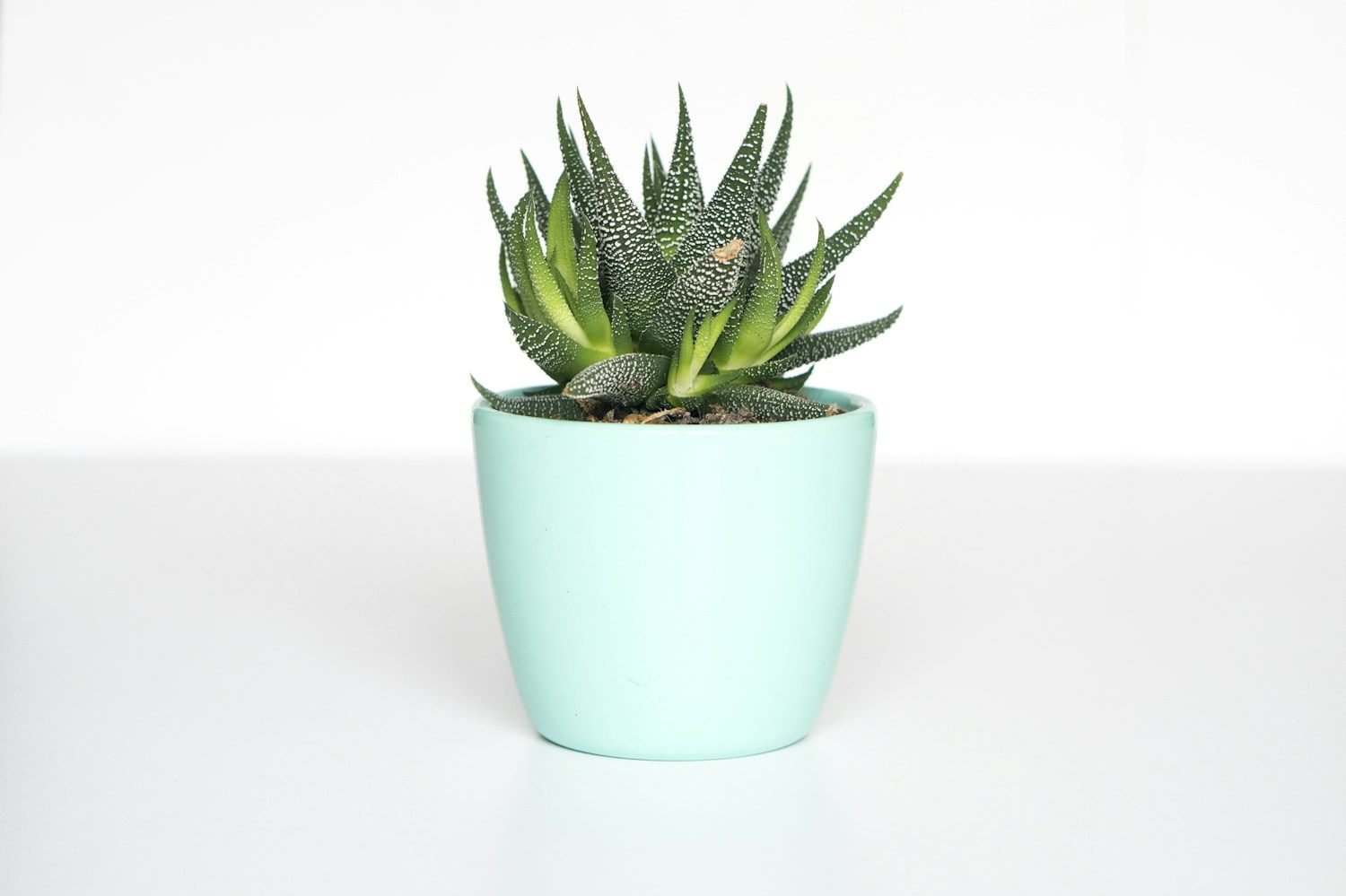 Potted plants and gardening materials